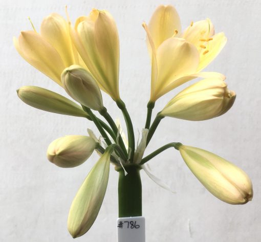 SH786 Light peach Clivia miniata with some pink edging