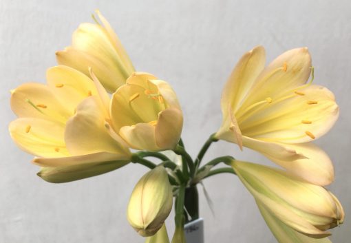 SH786 Light peach Clivia miniata with some pink edging - Image 2