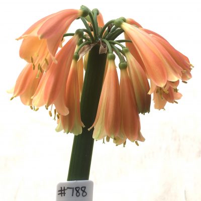 SH788 Clivia Interspecific with dark orange exterior and cream throat