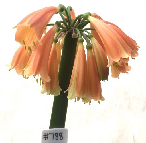 SH788 Clivia Interspecific with dark orange exterior and cream throat