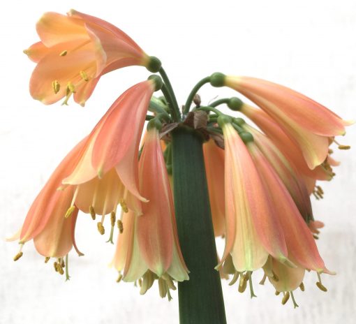 SH788 Clivia Interspecific with dark orange exterior and cream throat - Image 2