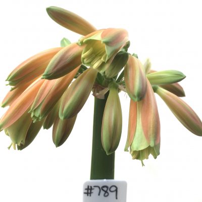 SH789 Clivia Interspecific with dark orange/bronze exterior, cream throat and green sepal tips