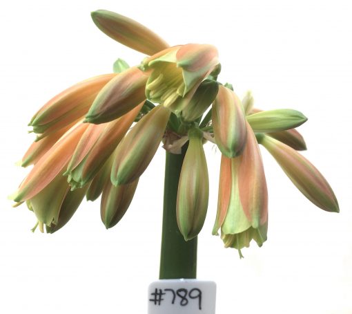 SH789 Clivia Interspecific with dark orange/bronze exterior, cream throat and green sepal tips