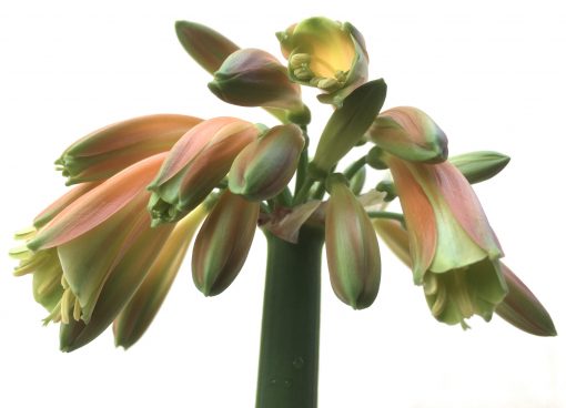 SH789 Clivia Interspecific with dark orange/bronze exterior, cream throat and green sepal tips - Image 2