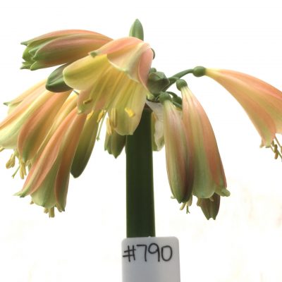 SH790 Clivia Interspecific with dark orange/bronze exterior and cream/green throat