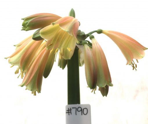 SH790 Clivia Interspecific with dark orange/bronze exterior and cream/green throat