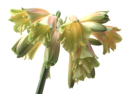 SH790 Clivia Interspecific with dark orange/bronze exterior and cream/green throat - Image 2