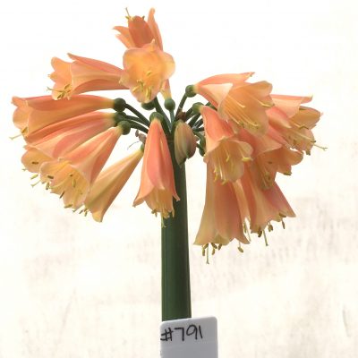 SH791 Clivia Interspecific with dark orange/peach exterior and cream throat