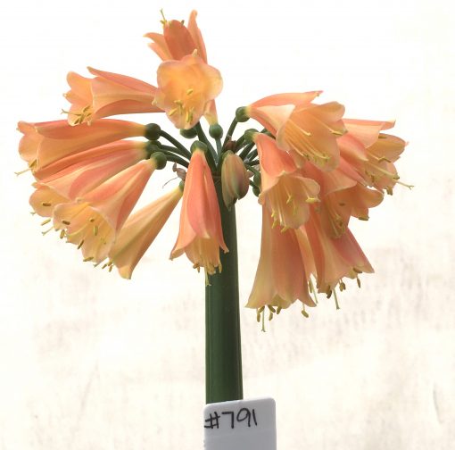 SH791 Clivia Interspecific with dark orange/peach exterior and cream throat