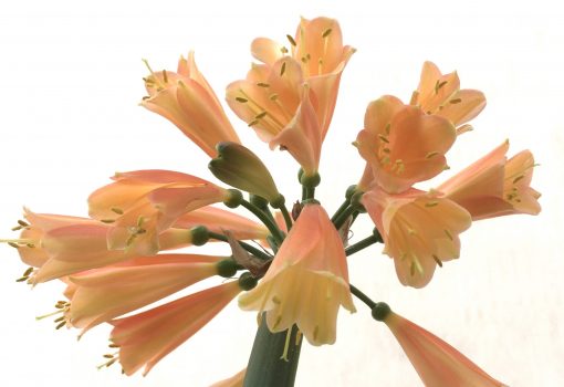 SH791 Clivia Interspecific with dark orange/peach exterior and cream throat - Image 2