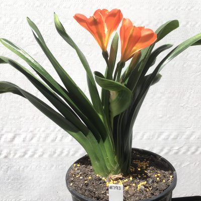 SH793 Orange Anshan Daruma Clivia miniata with leaves 110mm x 300mm