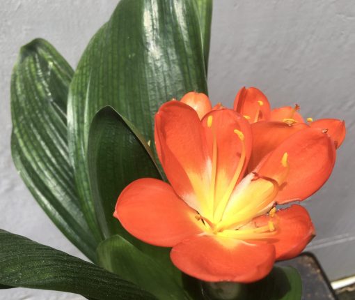 SH793 Orange Anshan Daruma Clivia miniata with leaves 110mm x 300mm - Image 2