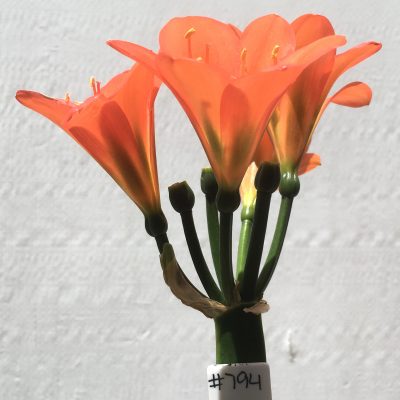 SH794 Dark orange/red Clivia miniata with green throat