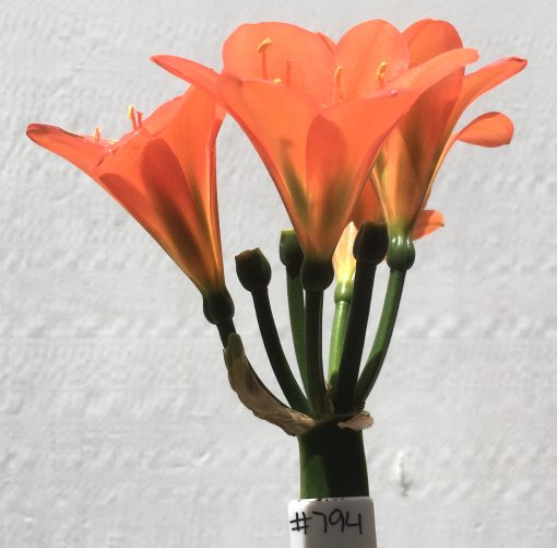 SH794 Dark orange/red Clivia miniata with green throat