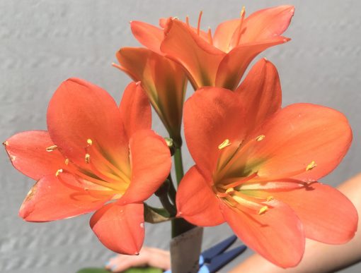 SH794 Dark orange/red Clivia miniata with green throat - Image 2