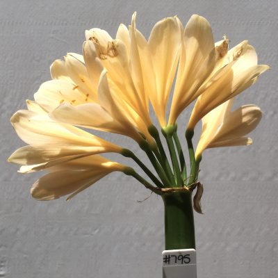 SH795 Light peach Clivia miniata