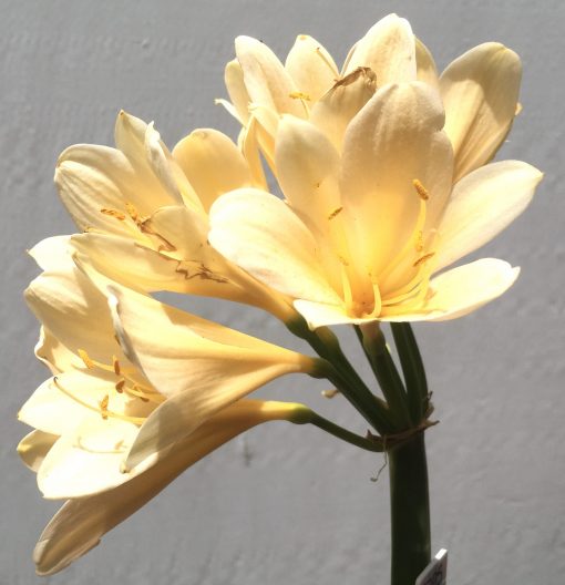 SH795 Light peach Clivia miniata - Image 2