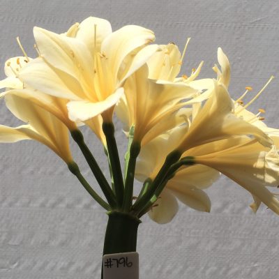 SH796 Cream Clivia miniata with large flowers