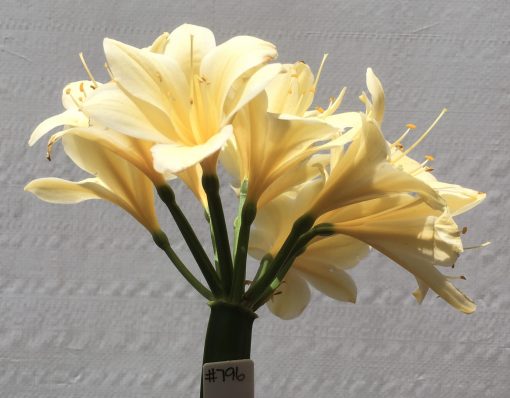 SH796 Cream Clivia miniata with large flowers