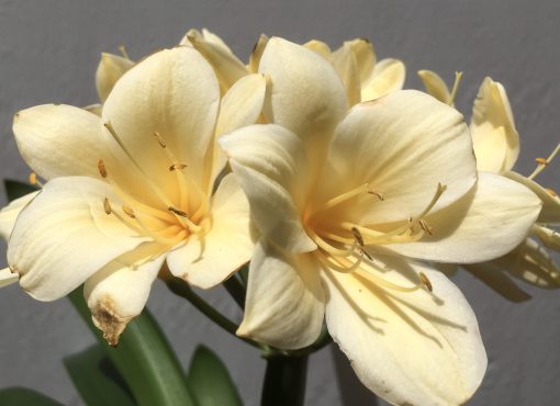 SH796 Cream Clivia miniata with large flowers - Image 2