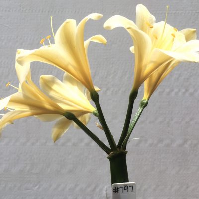 SH797 Cream Clivia miniata with large flowers and slight recurve