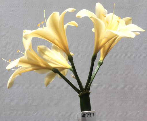 SH797 Cream Clivia miniata with large flowers and slight recurve