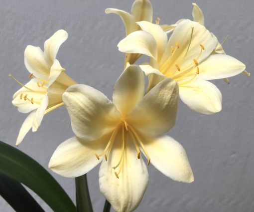 SH797 Cream Clivia miniata with large flowers and slight recurve - Image 2