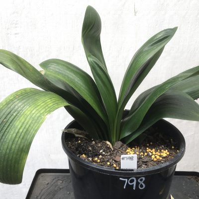 SH798 Anshan Daruma Clivia miniata with leaves 110mm x 300mm
