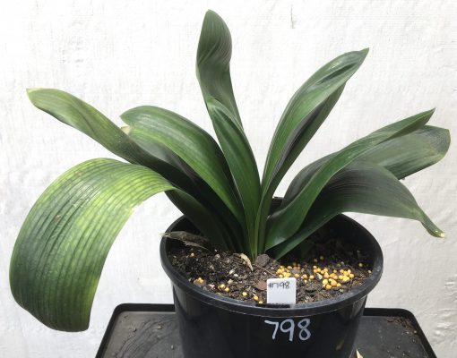 SH798 Anshan Daruma Clivia miniata with leaves 110mm x 300mm