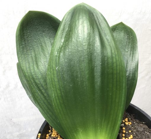 SH798 Anshan Daruma Clivia miniata with leaves 110mm x 300mm - Image 2