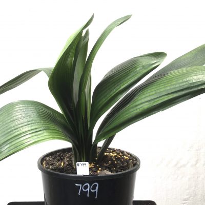 SH799 Anshan Daruma Clivia miniata with leaves 100mm x 275mm