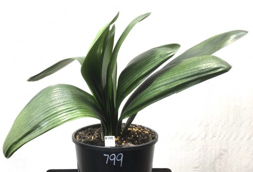 SH799 Anshan Daruma Clivia miniata with leaves 100mm x 275mm