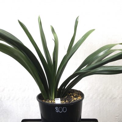 SH800 Anshan Daruma Clivia miniata with leaves 110mm x 350mm