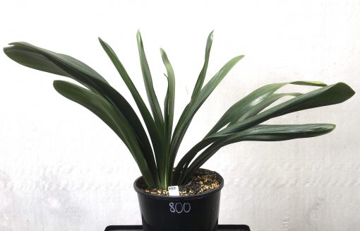 SH800 Anshan Daruma Clivia miniata with leaves 110mm x 350mm