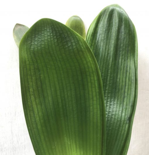 SH800 Anshan Daruma Clivia miniata with leaves 110mm x 350mm - Image 2