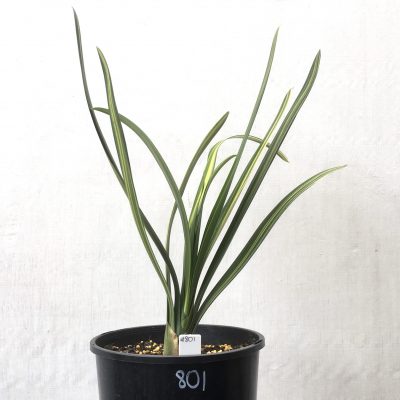 SH801 Variegated Clivia miniata with very long leaves