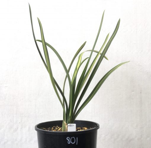 SH801 Variegated Clivia miniata with very long leaves
