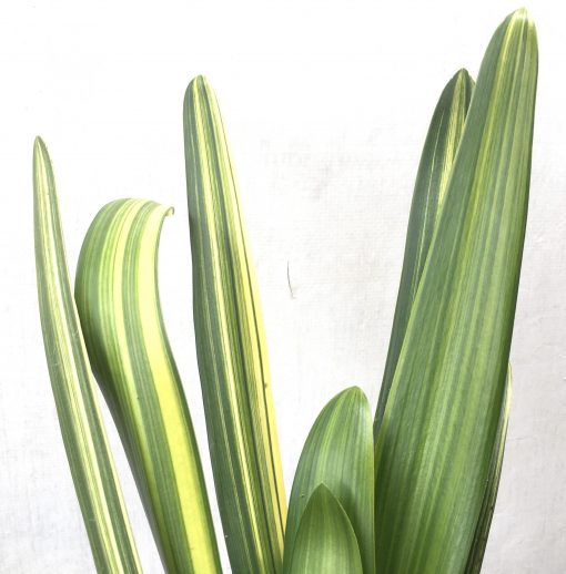 SH801 Variegated Clivia miniata with very long leaves - Image 2