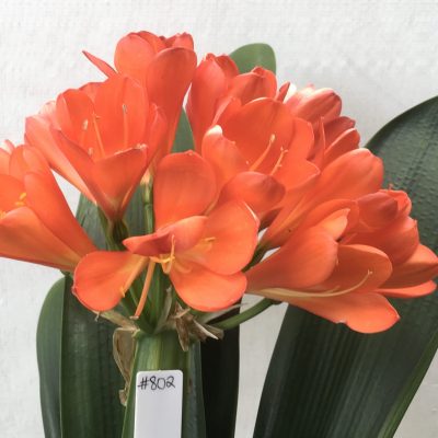SH802 Variegated Anshan Daruma Clivia miniata with red flowers and leaves 100mm x 400mm