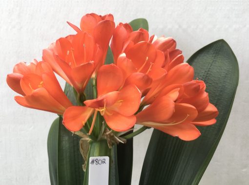 SH802 Variegated Anshan Daruma Clivia miniata with red flowers and leaves 100mm x 400mm