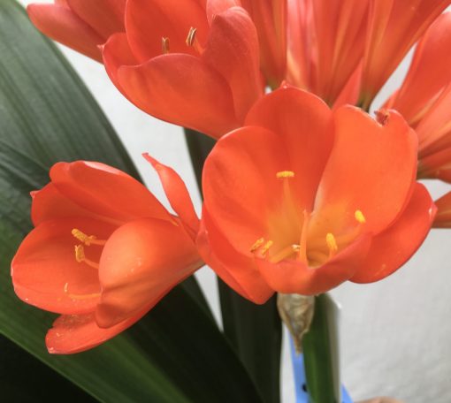 SH802 Variegated Anshan Daruma Clivia miniata with red flowers and leaves 100mm x 400mm - Image 2