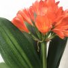 SH802 Variegated Anshan Daruma Clivia miniata with red flowers and leaves 100mm x 400mm - Image 3