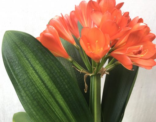 SH802 Variegated Anshan Daruma Clivia miniata with red flowers and leaves 100mm x 400mm - Image 3