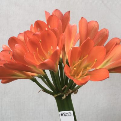 SH803 Anshan Daruma orange Clivia miniata with slight variegation and leaves 80mm x 400mm