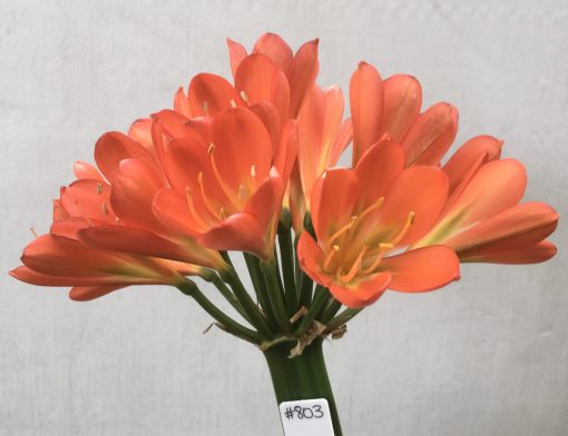 SH803 Anshan Daruma orange Clivia miniata with slight variegation and leaves 80mm x 400mm