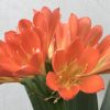 SH803 Anshan Daruma orange Clivia miniata with slight variegation and leaves 80mm x 400mm - Image 2