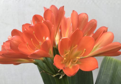 SH803 Anshan Daruma orange Clivia miniata with slight variegation and leaves 80mm x 400mm - Image 2