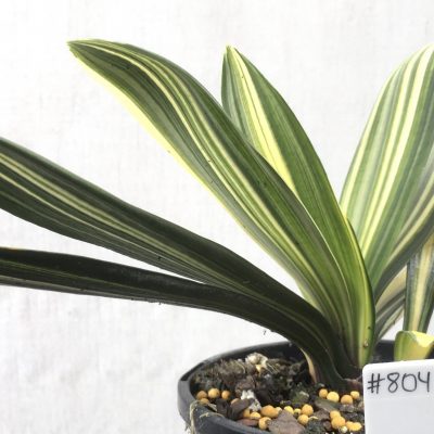 SH804 Variegated Anshan Daruma Clivia miniata with leaves 40mm x 150mm
