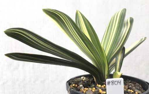 SH804 Variegated Anshan Daruma Clivia miniata with leaves 40mm x 150mm