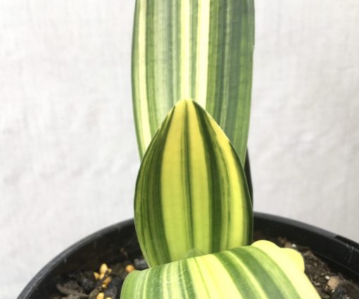 SH804 Variegated Anshan Daruma Clivia miniata with leaves 40mm x 150mm - Image 2